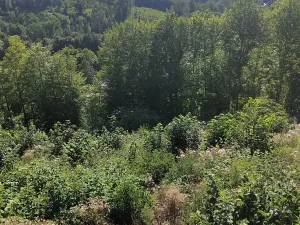 Prodej lesa, Benešov u Semil, 4922 m2