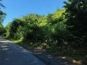 Prodej lesa, Benešov u Semil, 4922 m2