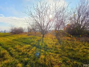 Prodej zahrady, Habrovany, 2698 m2
