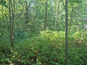 Prodej rodinného domu, Kozlovice, 75 m2