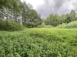 Prodej louky, Nové Hrady - Štiptoň, 6751 m2