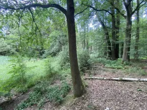 Prodej louky, Nové Hrady - Štiptoň, 4246 m2