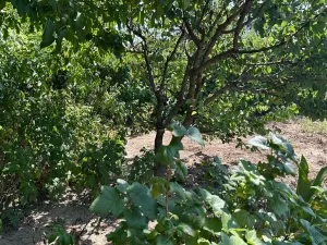 Prodej zahrady, Staré Město, 359 m2