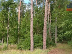Prodej lesa, Želiv - Vřesník, 9639 m2