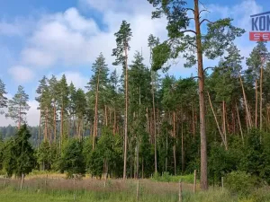 Prodej lesa, Želiv - Vřesník, 9639 m2