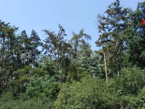 Prodej lesa, Kaceřov, 3180 m2