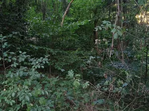 Prodej lesa, Štíty, 373 m2