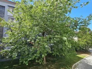 Pronájem bytu 2+kk, České Budějovice, Hálkova, 47 m2