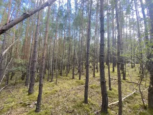 Prodej lesa, Chlumany, 4406 m2