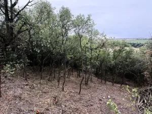 Prodej zahrady, Brandýsek, 464 m2