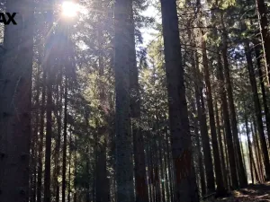 Prodej lesa, Hlavňovice, 56930 m2