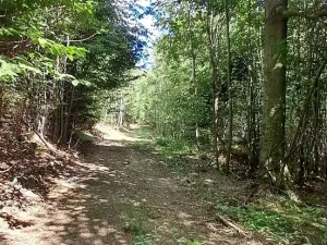 Prodej lesa, Hlavňovice, 5194 m2