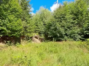 Prodej lesa, Hlavňovice, 5194 m2