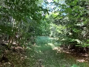 Prodej lesa, Hlavňovice, 5194 m2