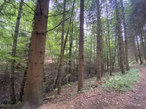 Prodej louky, Strážná, 2049 m2