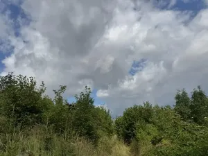 Prodej lesa, Bochovice, 13281 m2