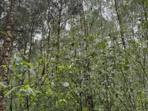 Prodej lesa, Neratov, 10225 m2