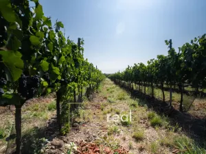 Prodej zahrady, Šakvice, 5111 m2