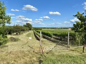 Prodej zahrady, Šakvice, 5111 m2