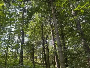 Prodej lesa, Kněžnice, 6851 m2