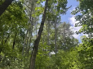 Prodej lesa, Kněžnice, 4780 m2