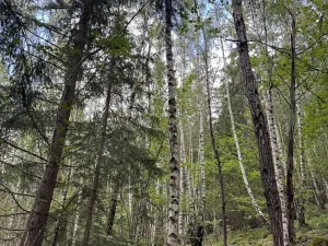 Prodej lesa, Kratušín, 6930 m2