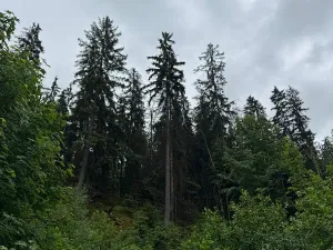 Prodej lesa, Železný Brod, 18900 m2
