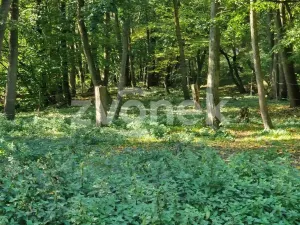 Prodej lesa, Halenkovice, 1620 m2