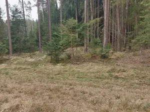 Prodej lesa, Častrov, 1295 m2