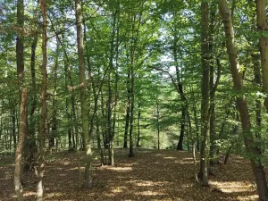 Prodej lesa, Petrov, 23078 m2