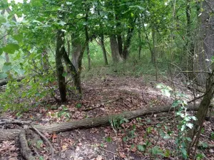 Prodej louky, Lednice - Nejdek, 5680 m2