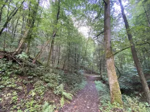 Prodej louky, Strážná, 212 m2