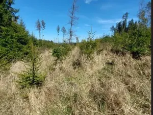 Prodej lesa, Lukavec, 2165 m2