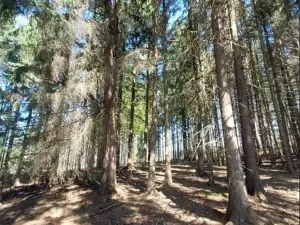 Prodej lesa, Lukavec, 1766 m2