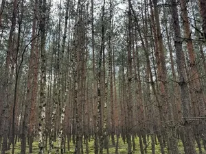 Prodej lesa, Račice, 76710 m2