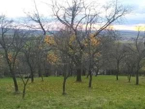 Prodej zahrady, Přílepy, 3492 m2