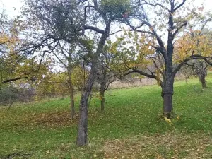 Prodej zahrady, Přílepy, 3492 m2