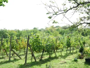 Prodej chalupy, Valtice - Úvaly, 53 m2