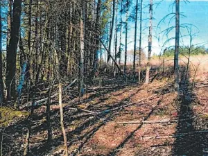 Prodej lesa, Kojetín, 333 m2