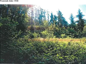 Prodej lesa, Chotěboř, 1237 m2