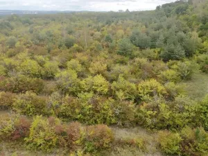 Prodej sadu/vinice, Dobříň, 42877 m2