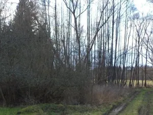 Prodej pozemku, Kočov, 5244 m2