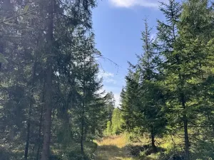 Prodej lesa, Novosedly nad Nežárkou, 67560 m2