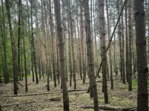 Prodej lesa, Čečelice, 21226 m2