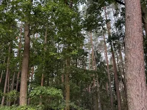 Prodej lesa, Zruč-Senec, 2639 m2