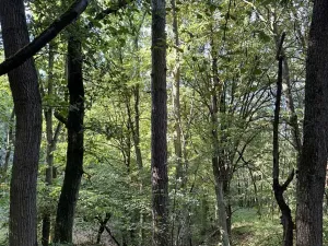 Prodej lesa, Chorušice, 14963 m2