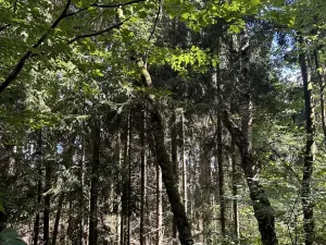 Prodej lesa, Vlkančice, 10739 m2