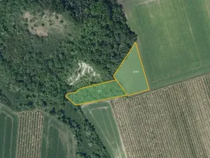 Prodej sadu/vinice, Želkovice, 8055 m2