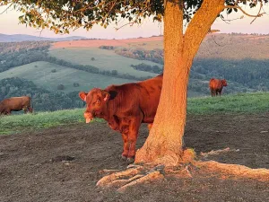 Prodej pozemku pro bydlení, Žítková, 2204 m2