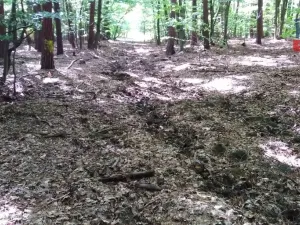 Prodej lesa, Slavičín - Nevšová, 4599 m2